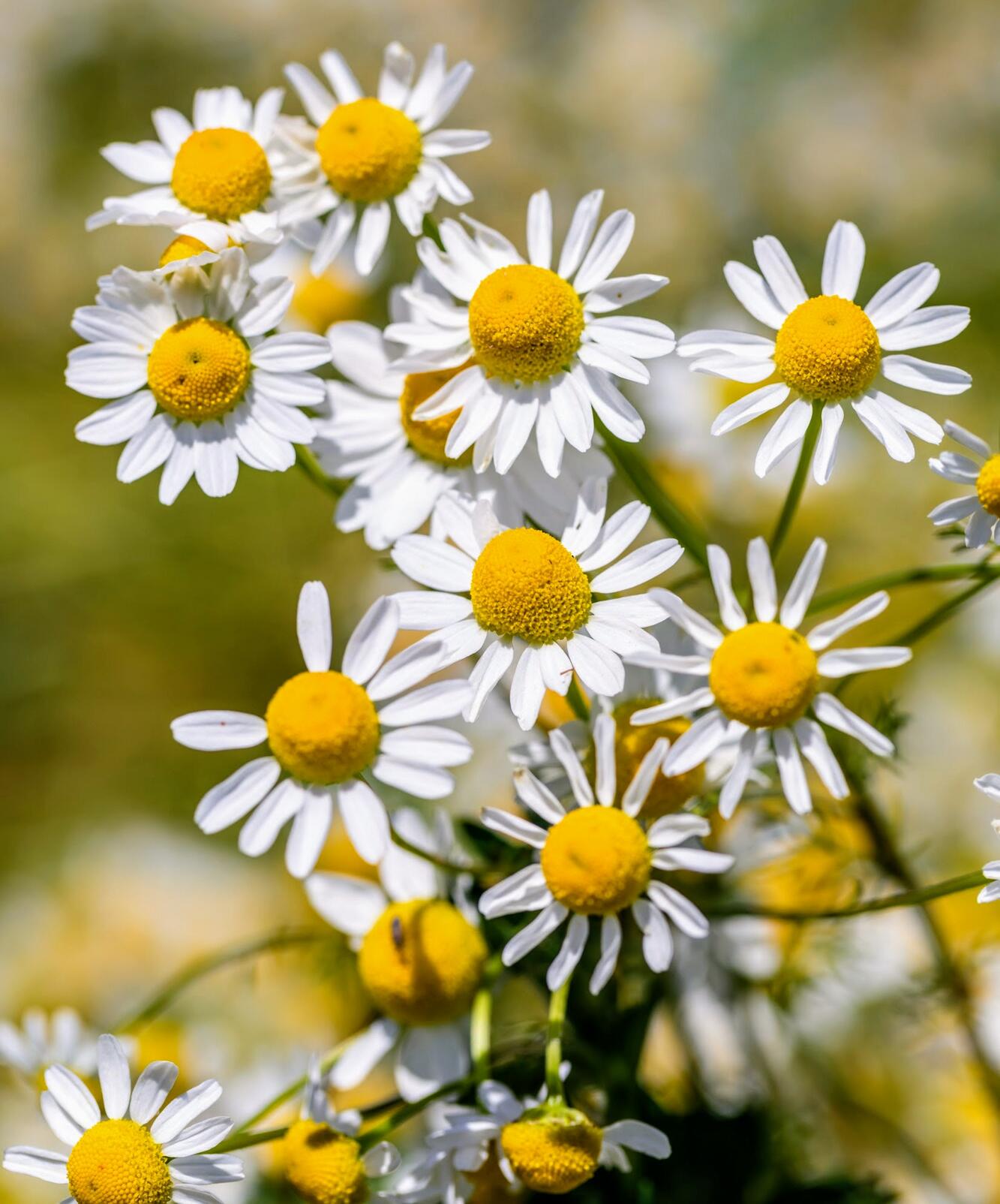 kl_chamomile_active-ingredient_field_plant_2019 -64- 265x265